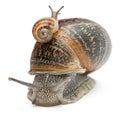 Garden snail with its baby on its shell Royalty Free Stock Photo