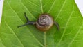 Garden snail or Land snail or Cornu aspersum or slugs crawling on a green leaf