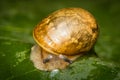 Garden Snail Leaf