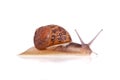 Garden snail looking up isolated Royalty Free Stock Photo