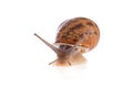 Garden snail looking up isolated Royalty Free Stock Photo