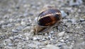 Garden snail on an old apshalt road Royalty Free Stock Photo