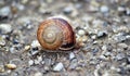 Garden snail on an old apshalt road Royalty Free Stock Photo