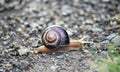 Garden snail on an old apshalt road Royalty Free Stock Photo