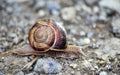 Garden snail on an old apshalt road Royalty Free Stock Photo