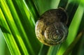 Garden Snail on One of the Blade of Grass Macro Close Up Royalty Free Stock Photo