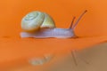 Garden snail on orange background with reflection. Royalty Free Stock Photo