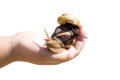 Garden snail in the palm Royalty Free Stock Photo