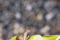 Garden snail in shell crawling on a green leaf Royalty Free Stock Photo