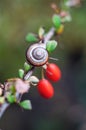 A garden snail in a shell lies on a barberry branch with red berries. Gradient blurred background, soft focus Royalty Free Stock Photo