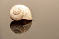 Garden snail shell on reflecting surface close up shot