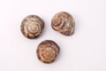 Garden snail shells (Helix aspersa) Royalty Free Stock Photo