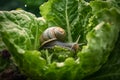 Garden snail sitting on cabbage eating fresh plants in the garden, harmful pests Royalty Free Stock Photo