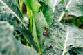 Garden snail is sitting on cabbage in the garden, leaves with holes, eaten by pests Royalty Free Stock Photo