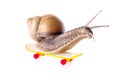 Garden snail on skateboard