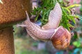 Garden snail slide on garden leafs, upside down Royalty Free Stock Photo