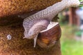 Garden snail slide on garden leafs, upside down Royalty Free Stock Photo