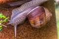 Garden snail slide on garden leafs, upside down Royalty Free Stock Photo