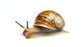Close-up of a garden snail slowly moving across a smooth surface illuminated by bright light images with a focus on its Royalty Free Stock Photo