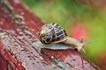 Garden Snail Royalty Free Stock Photo