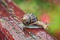 Garden Snail