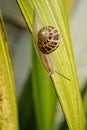 Garden Snail