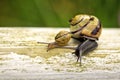 Garden Snail Royalty Free Stock Photo