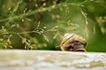 Garden Snail Royalty Free Stock Photo