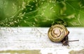 Garden Snail Royalty Free Stock Photo
