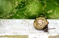 Garden Snail