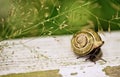 Garden Snail