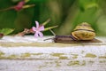 Garden Snail Royalty Free Stock Photo