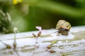 Garden Snail Royalty Free Stock Photo