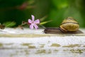 Garden Snail