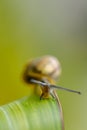 Garden Snail