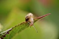 Garden Snail