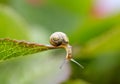 Garden Snail