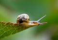 Garden Snail