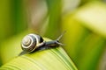 Garden Snail Royalty Free Stock Photo