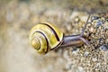 Garden Snail