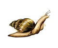 Garden snail from a splash of watercolor, colored drawing, realistic. Achatina giant