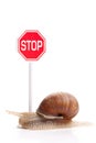 Garden snail and stop traffic sign