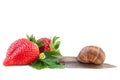 Garden Snail and Strawberry