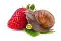 garden snail and strawberry