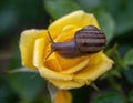 Garden Snail on Strike It Rich Grandiflora Rose Royalty Free Stock Photo