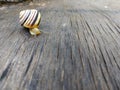 A garden snail with a striped shell crawls on a wooden board Royalty Free Stock Photo