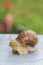 Garden snail in the summer garden