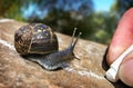 Garden Snail Trail