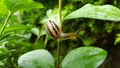 A garden snail on a twig against foliage background