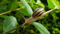 A garden snail on a twig against foliage background